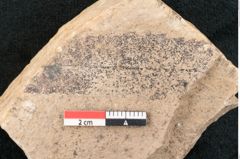 Foto (Detailansicht) von Banksia ungeri Ettingshausen (NHMW-GEO-2024-0188-7933)